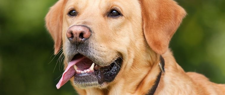 Indemnisation morsure de chien